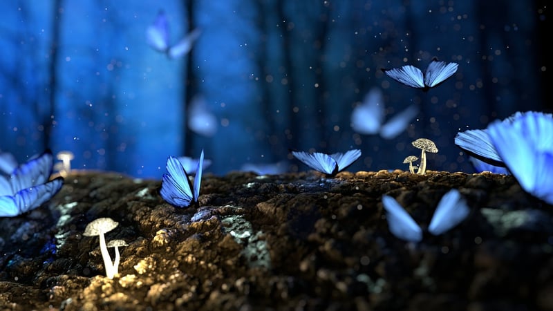 Fairy Forest